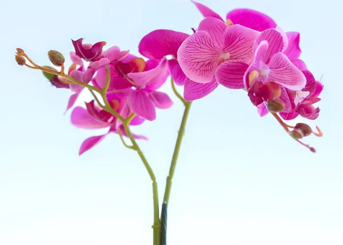 Etheria Comfort House Città di Kos