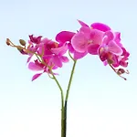 Etheria Comfort House Kosz