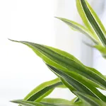 Apartman Etheria Comfort House *