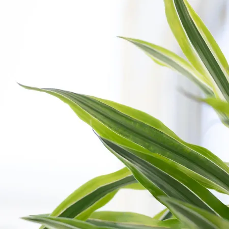 Apartman Etheria Comfort House *